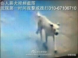 疯狗 在线观看,在线惊悚悬疑，揭秘疯狂世界  第3张