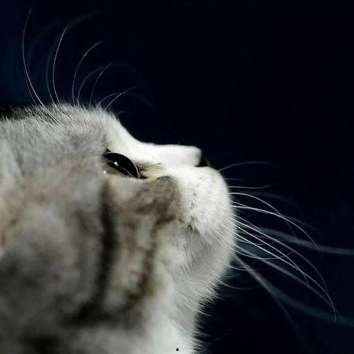 娱乐吃瓜猫捉鸟是真的吗,娱乐吃瓜猫捉鸟事件，真相究竟如何？